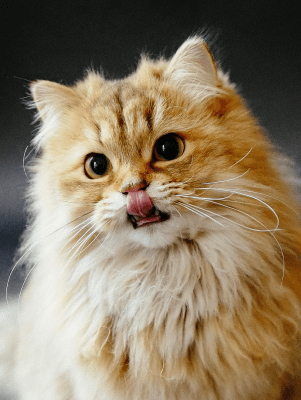 A ginger cat sat in front of a black background with their tongue sticking out