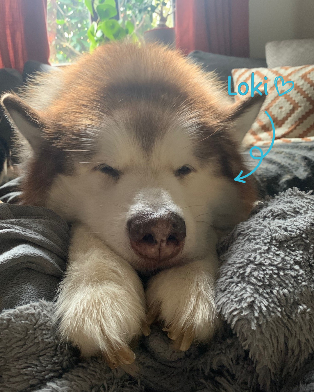 Loki, 11 years old